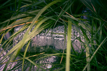 Plastic bottles in the green grass. Problem in the natural environment