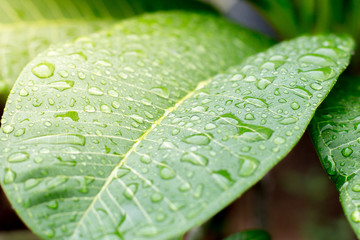 Close up of Dew on leaves texture background