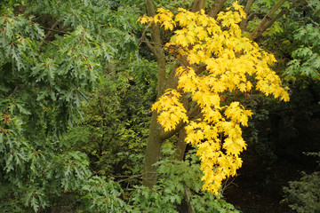 green oak tree with a big yellow branch, autumn concept