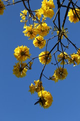 branch of a tree yellow flower 