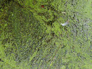bird feather on duckweed floating in stagnant lake water