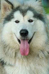 Head shot photography of White grey Alaskan malamute dog