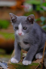 The gray cat is in the garden, staring for something.
