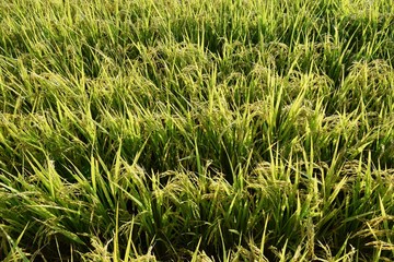 稔り始めた稲穂