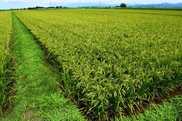 稔り始めた稲穂