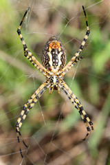 Garden spider on web