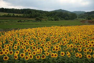 山並みとひまわり