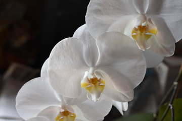 Orquídea blanca