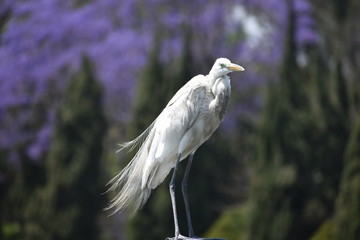 Garza, en el fondo una jacaranda