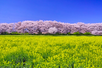 埼玉県幸手市の満開の桜が咲く幸手権現堂堤の景色