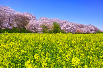 埼玉県幸手市の満開の桜が咲く幸手権現堂堤の景色