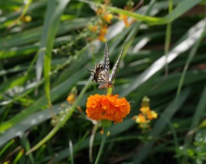 花の蜜を吸っているアゲハ蝶