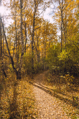 Obraz premium Autumn in the park