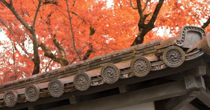 Beautiful traditional Japanese rooftop palets with orange autumn leaves in the background in Kyoto, Japan soft lighting