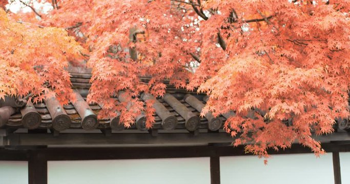 Beautiful Orange momiji leaves in autumn seeason with traditional rooftop palets in Kyoto, Japan soft lighting