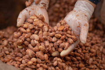 Cocoa beans are fermented in wooden boxto develop the chocolate flavor.