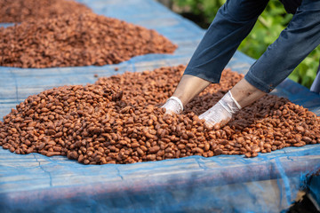 Cocoa beans, or cacao beans being dried on a drying platform after being fermented