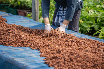Cocoa beans, or cacao beans being dried on a drying platform after being fermented