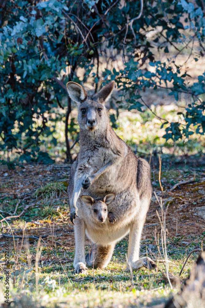 Wall mural Eastern Grey Kangaroo with a joey