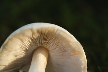 mushroom fins underside 