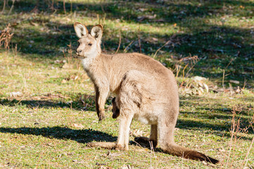 Naklejka na ściany i meble Eastern Grey Kangaroo with a joey
