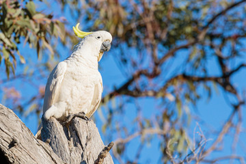 Sulphur-crested Cockatoo in a tree