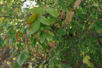 leaves of tree
