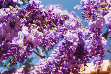 lavender flowers background