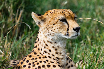 Cheetah Mom Posing