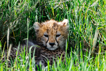 Cheetah Cub relaxing © Thomas