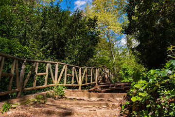 wooden bridge in forest
