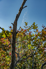 Dew covered spider web early fall portrait