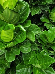 Fiddle Fig is a tropical plant in the Banyan family.Ficus Lyrata.green nature wallpaper.Large green leaves background. 