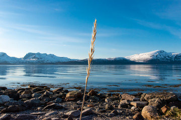 landscape with lake and mountains