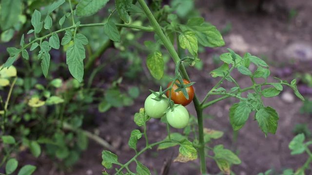 Woman's hand picking up fresh and organic cherry tomatoes