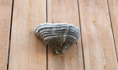 chaga mushroom on wooden background