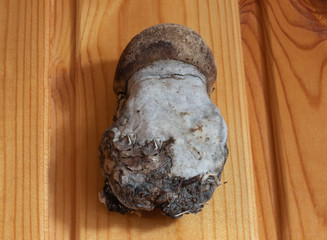chaga mushroom on wooden background