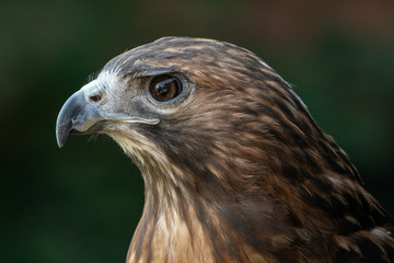 Red-Tailed Hawk