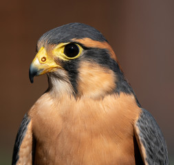 bird of prey