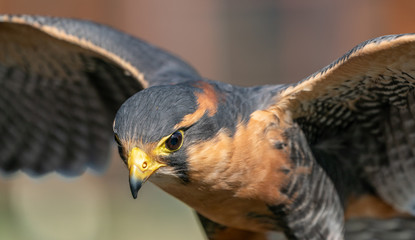 bird of prey