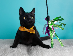 Black Kitten Cat Sitting Down Playing Looking Silly Wearing Bow Tie Yellow Flower Portrait Pet Cute Costume String Fluffy Blue Background Collar