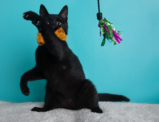 Black Kitten Cat Playing Wearing Bow Tie Yellow Flower Portrait Pet Cute Costume String Fluffy Standing Paw Claws Nails Sitting Toy Blue Background Collar