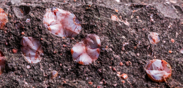 Minnesota Thomsonite