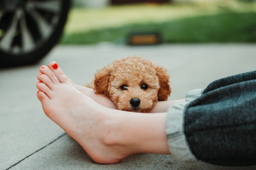 Poodle puppy resting