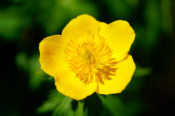 シナノキンバイ