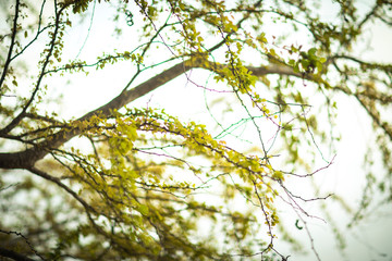 Leaves and Branches