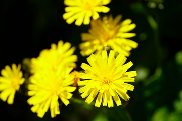 シロウマタンポポ