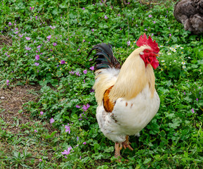 Rooster summer in village among green grass.