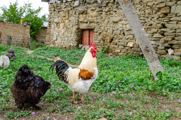 Rooster on the street in the village in summer.