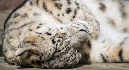 leopard sleeping © Chris Foley